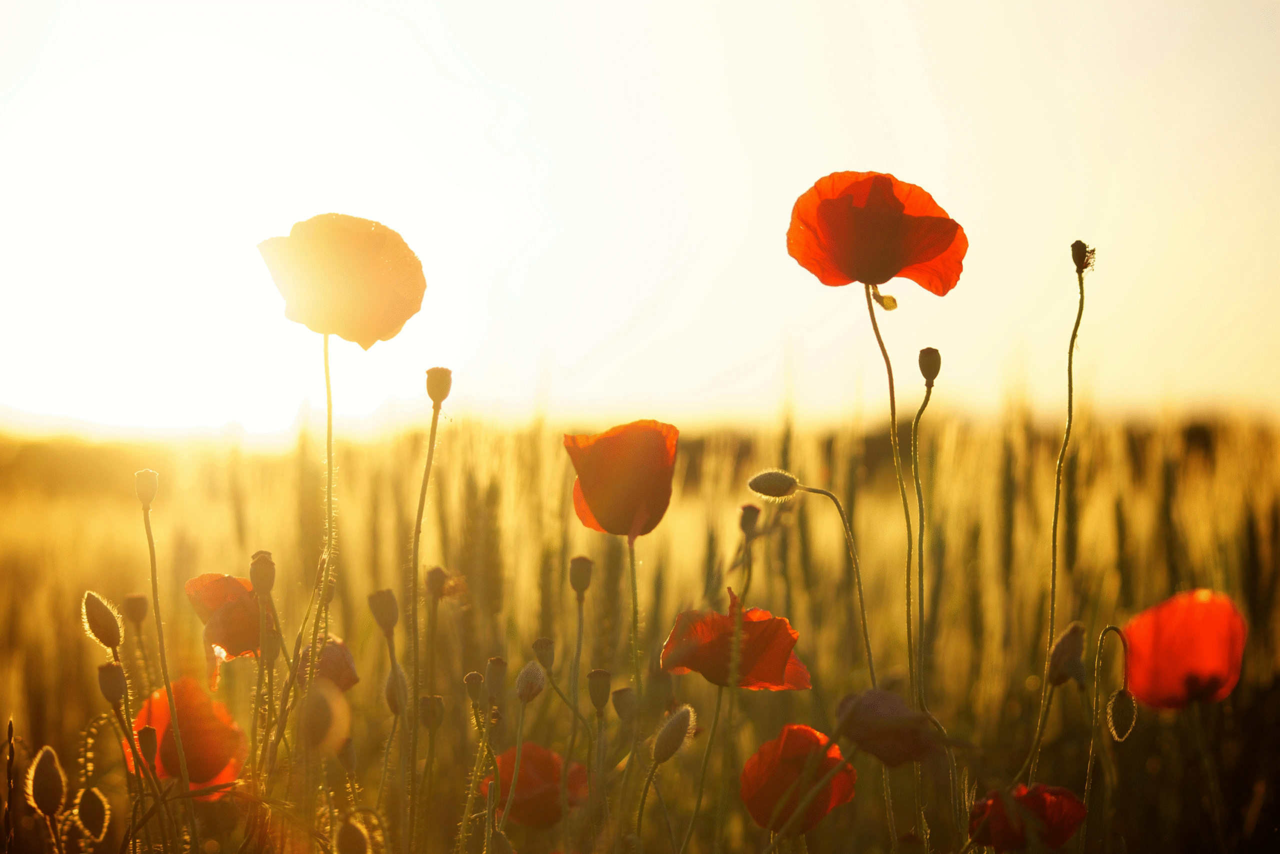 sunrise_tulips